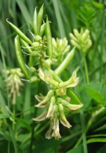 astragalus_glycyphyllos_fruit-for-ta-65