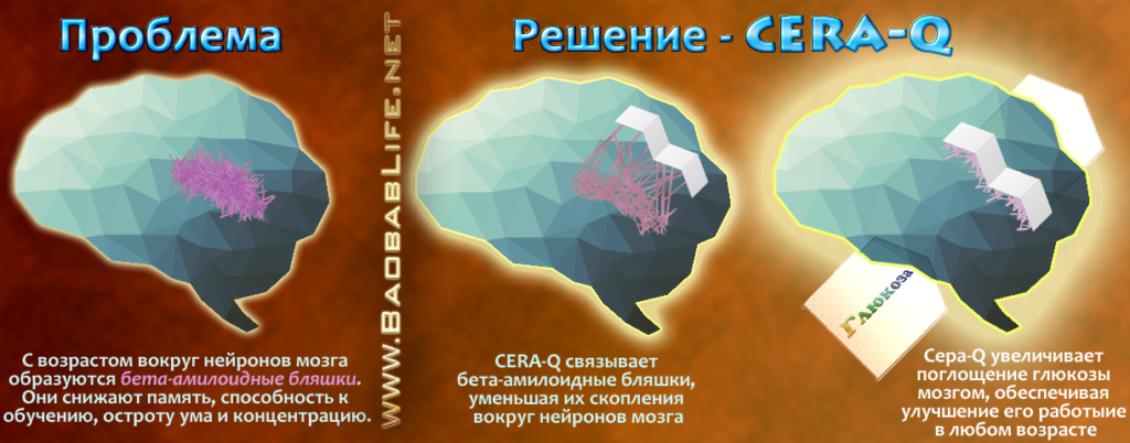 С возрастом вокруг нейронов мозга образуются бета-амилоидные бляшки. CERA-Q связывает бета-амилоидные бляшки, уменьшая их скопления вокруг нейронов мозга. Это улучшает работу ума, память и концентрацию