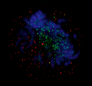 sirt1-protein-circles-the-cells-chromosomes