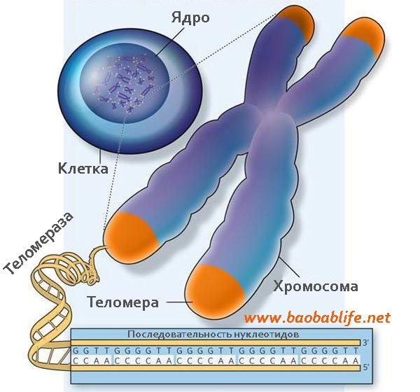 telomere-chromosome-cell-figure