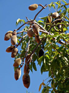 baobab-tree-with-fruits