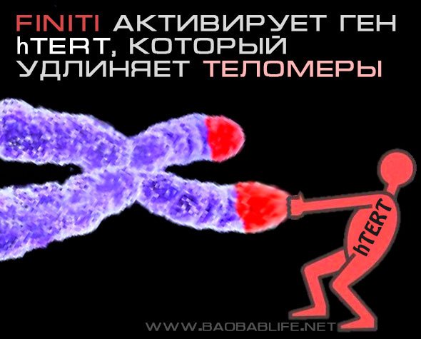 ген hTert и теломеры