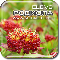 Родиола Розовая - ингредиент Elev8