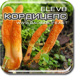 Кордицепс - ингредиент Elev8