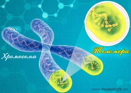 теломеры и ta65