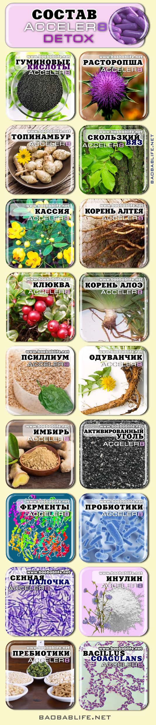 Состав капсул Acceler8 Detox