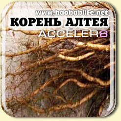 Корень Алтея - ингредиент Acceler8