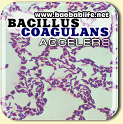 Молочнокислые бактерии в составе Акселер8