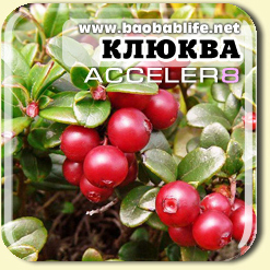 Клюква ингредиент Acceler8 Detox