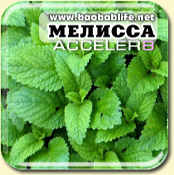 Мелисса - ингредиент Acceler8