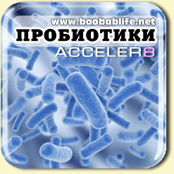  Пробиотики в составе Акселер8